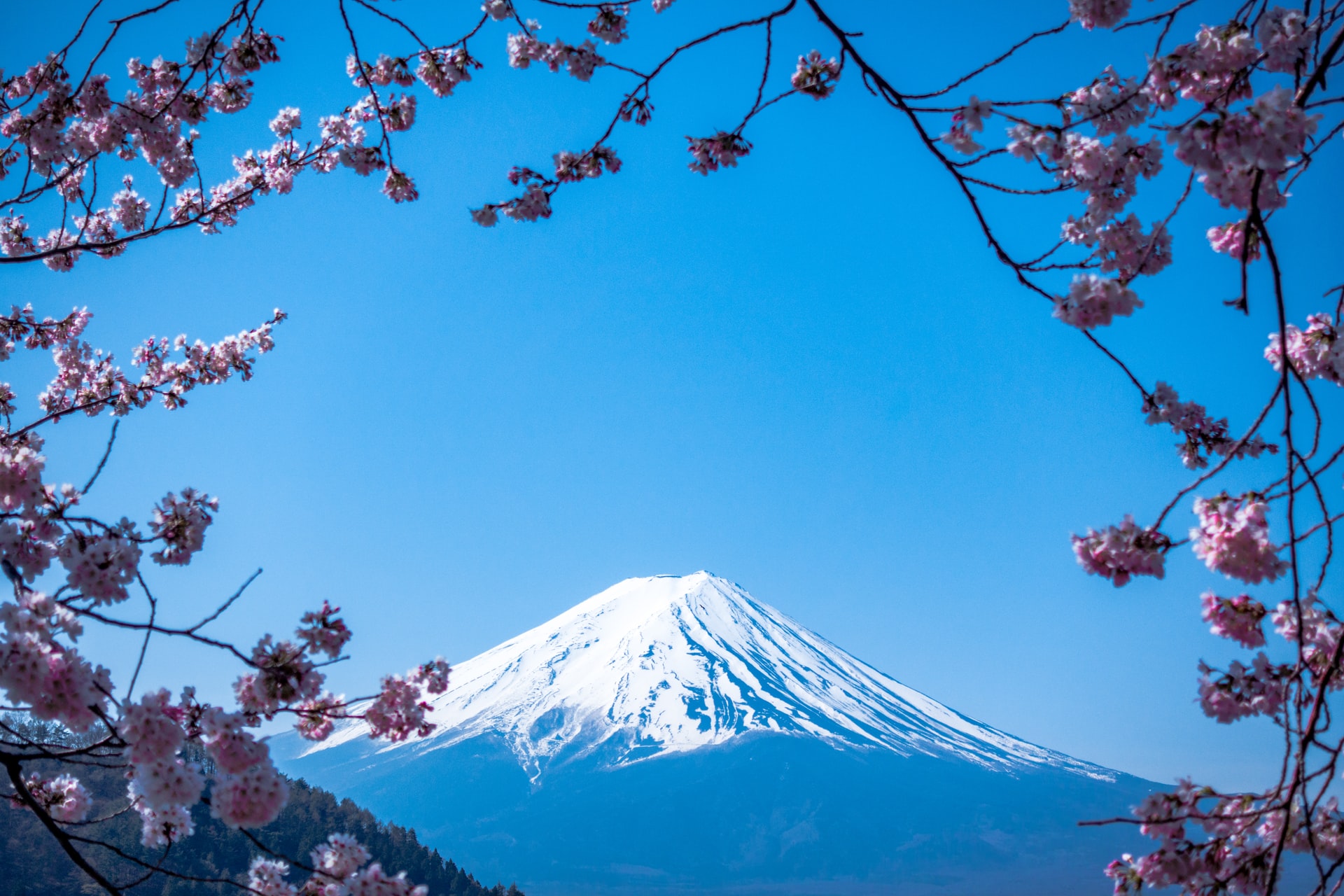 Mt. Fuji, Japan framed by cherry blossoms