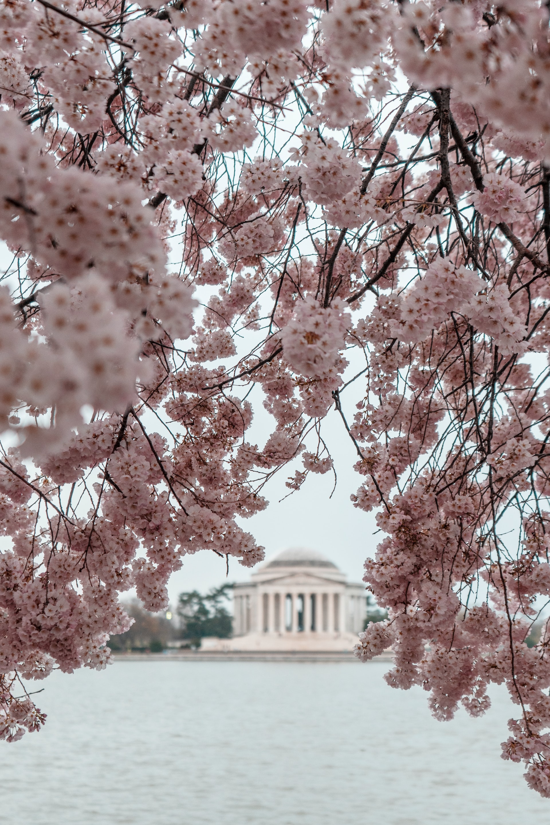 Washington DC Cherry Blossoms, Washington DC, United States with Jefferson Memorial in the background