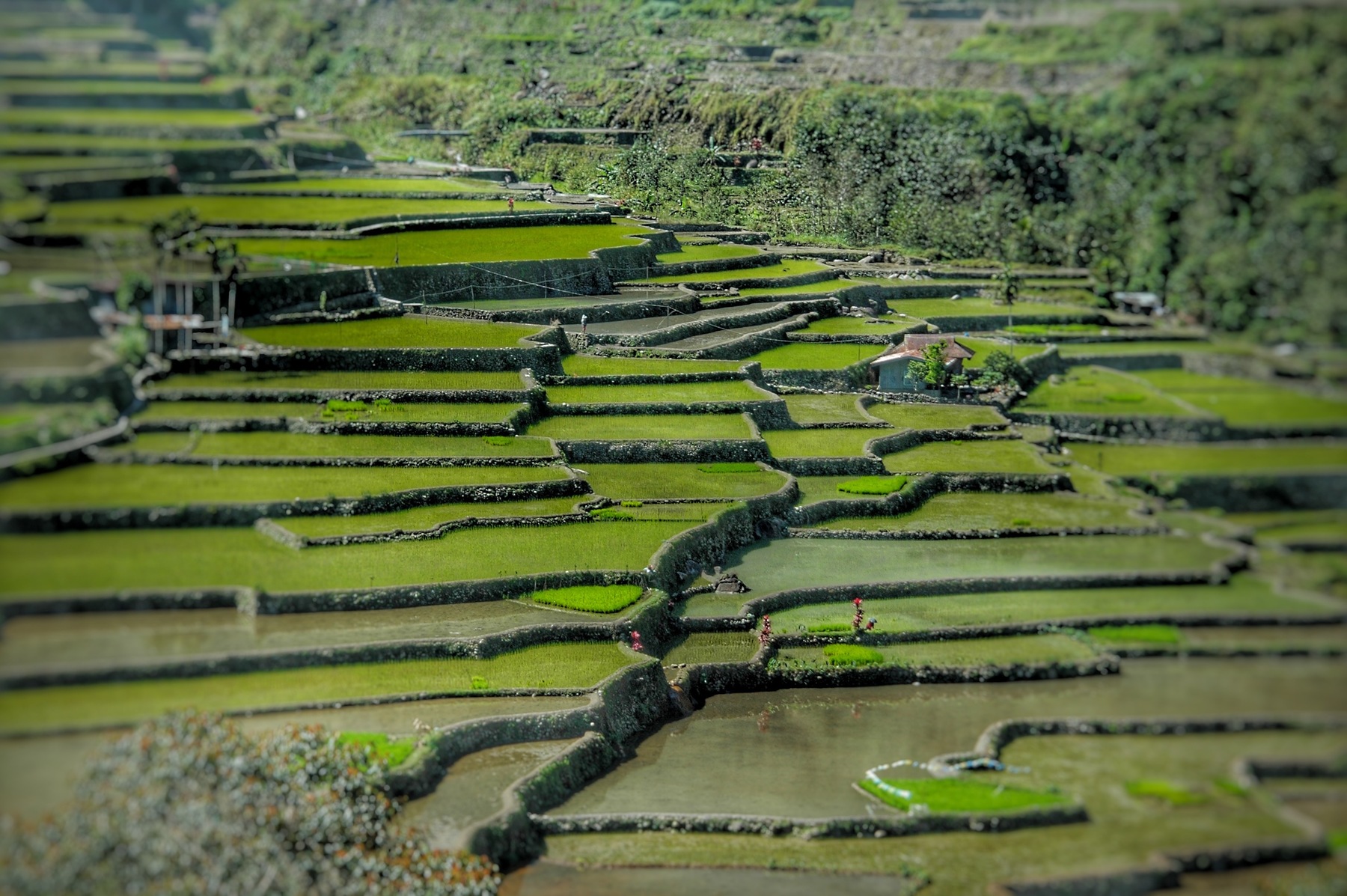 Korean rice paddy field