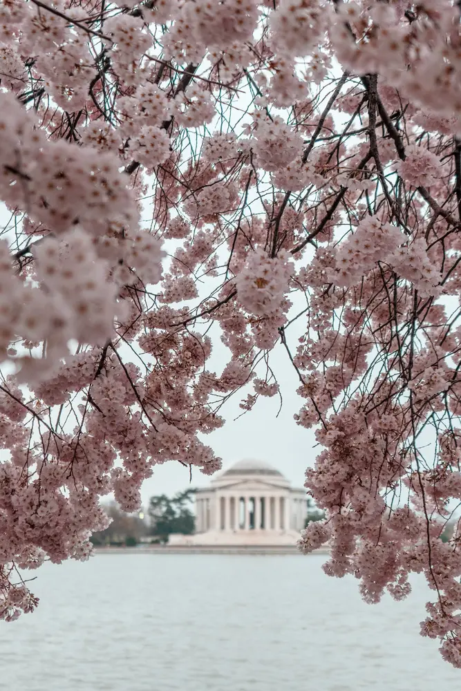 Washington DC Cherry Blossoms, Washington DC, United States with Jefferson Memorial in the background Washington DC Cherry Blossoms, Washington DC, United States with Jefferson Memorial in the background